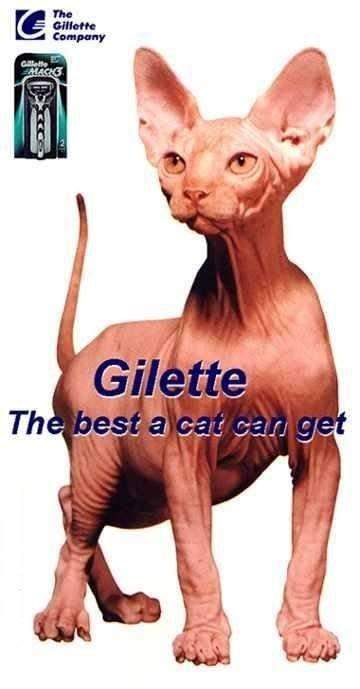 Gillette  Cat (mACH 3)